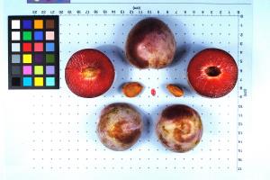 Click for 1 image(s) for this accession. FRUIT
